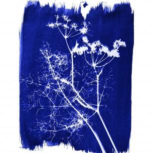 Cyanotype Kit