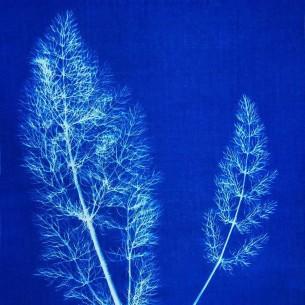 Cyanotype Kit