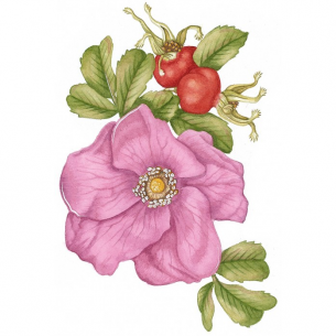 Draw 100 Flowers Draw 100 Flowers