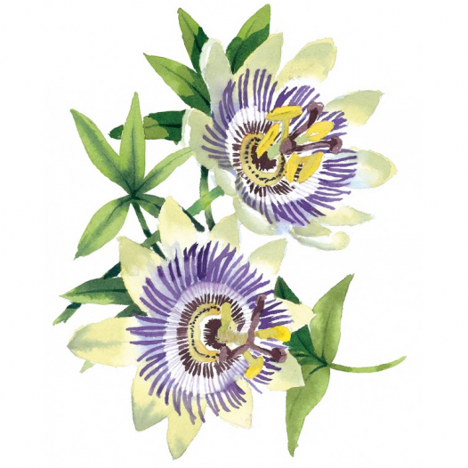 Draw 100 Flowers Draw 100 Flowers