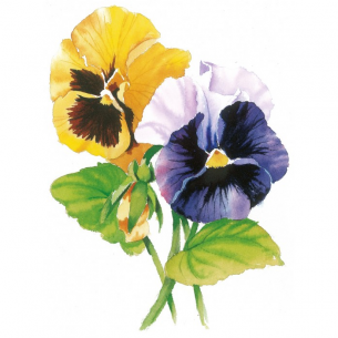 Draw 100 Flowers Draw 100 Flowers