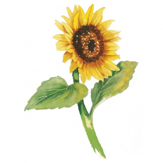 Draw 100 Flowers Draw 100 Flowers