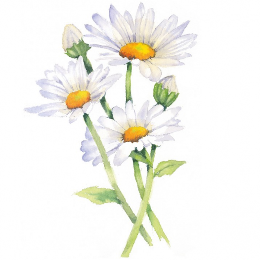 Draw 100 Flowers Draw 100 Flowers