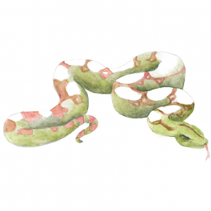 Draw 100 Animals Draw 100 Animals