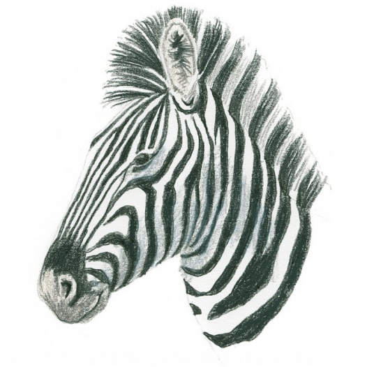 Draw 100 Animals Draw 100 Animals