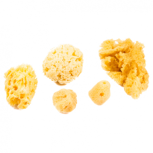 Assorted Natural Sea Sponges 9024 (10pc) Assorted Natural Sea Sponges 9024 (10pc)