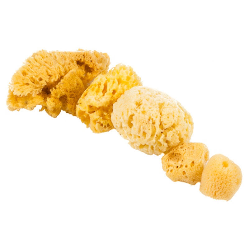 Assorted Natural Sea Sponges (10pc)