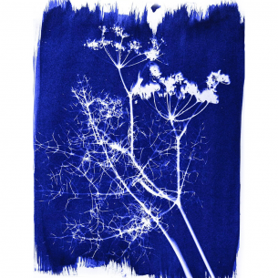 Cyanotype Sensitizer Set Cyanotype Sensitizer Set