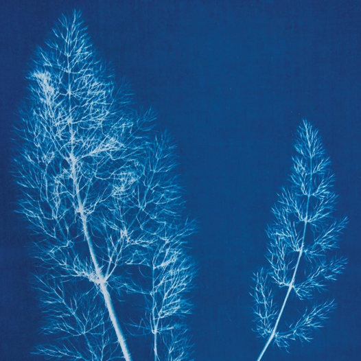 Cyanotype Sensitizer Set Cyanotype Sensitizer Set